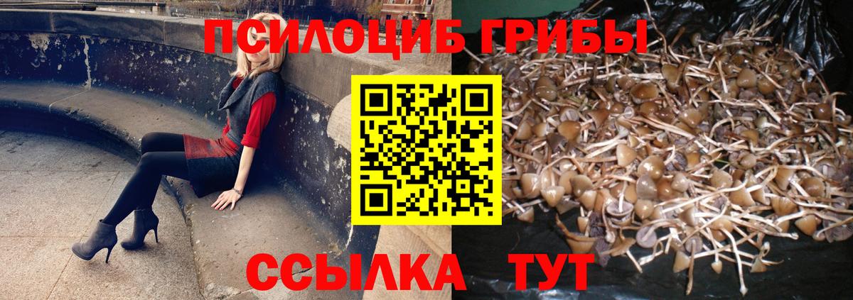 Галлюциногенные грибы Psilocybine cubensis Электросталь